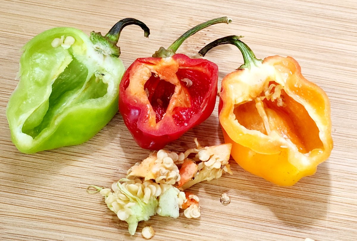 HerbalistHenry_'s tweet photo. CAMEROON PEPPER RED 

 TREATS / REVERSE ⬇️

 1. Osteoarthritis
 2. Rheumatoid arthritis
 3. Diabetic neuropathy
 4. Post-herpetic neuralgia (Shingles pain)
 5. Fibromyalgia
 6. Migraine headaches
 7. Cluster headaches
 8. Tension headaches
 9. Obesity (Weight management)
 10. Metabolic syndrome
 11. Type 2 Diabetes (Blood sugar regulation)
 12. Hypertension (High blood pressure)
 13. Hyperlipidemia (High cholesterol)
 14. Atherosclerosis
 15. Poor cardiovascular circulation
 16. Peptic ulcers (Gastric mucosa protection)
 17. Dyspepsia (Indigestion)
 18. Common cold
 19. Influenza (Flu symptoms)
 20. Nasal congestion
 21. Sinusitis
 22. Allergic rhinitis
 23. Sore throat
 24. Bronchitis
 25. Asthma symptoms
 26. Psoriasis
 27. Eczema
 28. Bacterial gastroenteritis (Food poisoning)
 29. Candidiasis (Yeast infections)
 30. Dermatophytosis (Fungal skin infections)
 31. Constipation
 32. Infectious diarrhea
 33. Nausea
 34. Gout
 35. Muscle sprains and strains
 36. Toothache
 37. Gingivitis (Gum inflammation)
 38. Dysmenorrhea (Menstrual cramps)
 39. Chronic fatigue
 40. Low libido

Preparation & Dosage ⬇️ 
1. POUND AND PREPARE CAMEROON PEPPER RED  LEAVES / FRUIT AS A STEW / SOUP / SAUCE 

- OR - 

2. Get   CAMEROON PEPPER RED  PEPPER / LEAVES   in  Bulk, air-dry and blend bulk to POWDER

STEEP / SOAK  1  (ONE)  Tablespoon of  AFRICAN BIRD'S EYE CHILLI PEPPER / LEAVES  Powder Inside half litre of boiled water, COVER  it and allow infuse for  10 - 15  minutes or until warm enough to drink. 
DO NOT COOK IT!

DRINK WHOLE 
 OR - Filter / Sieve & drink whole liquid extract.
Do this once daily. 

You can take it for  28 days or more ( till you get desired results)
There are no negative side effects! 
⚠️ Do not take along with Pharmaceutical Medications 

KINDLY  REPOST / SHARE  &  Follow @HerbalistHenry_  on  X (Twitter)  🙏