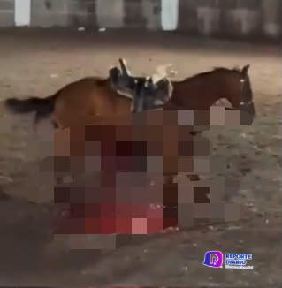 reportediariopv's tweet photo. Puro maltrato, caballo muere tras brutal cornada en jaripeo morelense

Leer nota: https://t.co/zbhJ0pDAJM

#Panchimalco #BienestarAnimal #ProtecciónAnimal #MaltratoAnimal #Jaripeo #Caballos #DerechosAnimales #NoAlMaltratoAnimal #Actualidad #Noticias #ReporteEspecial https://t.co/iV0IPDL3hj
