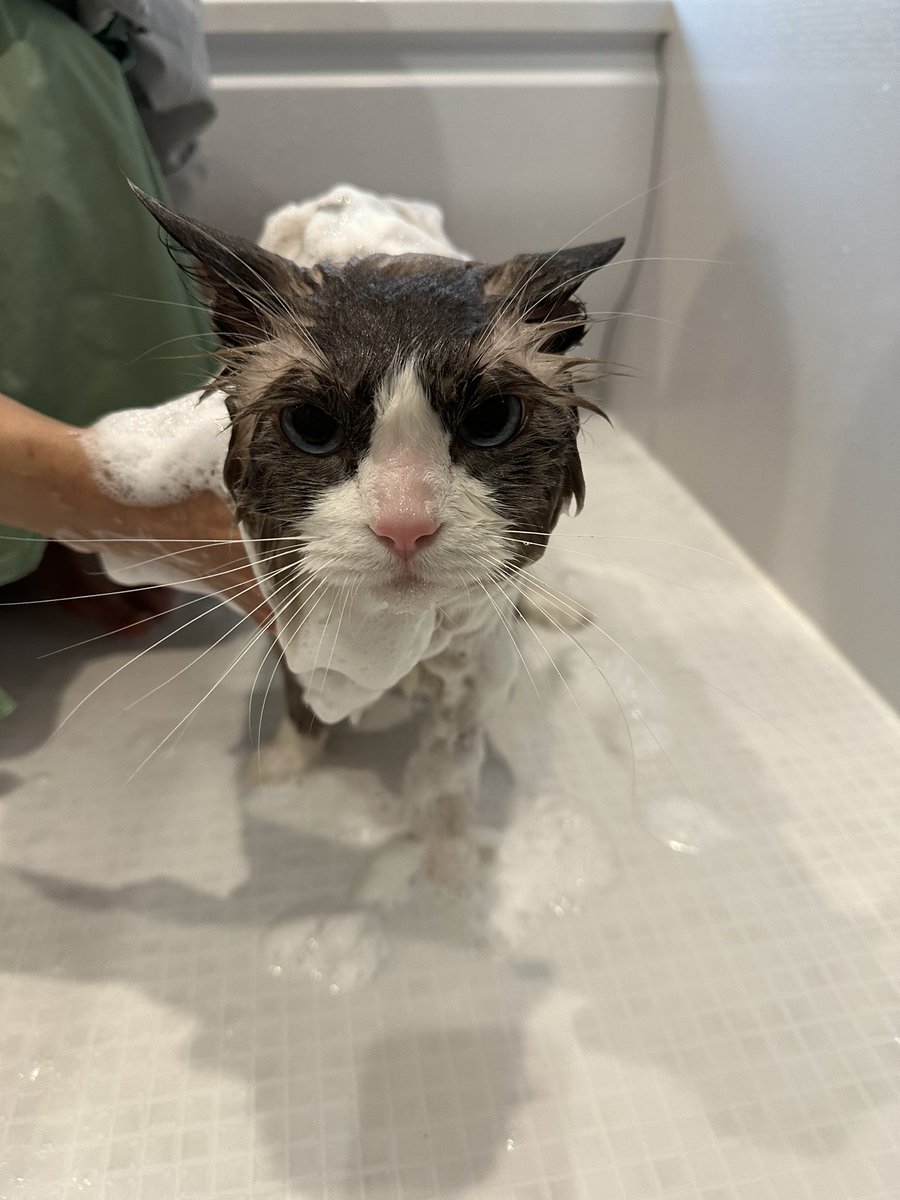 boku_jiruemon's tweet photo. さっぱり🛁 https://t.co/jELpvjd4Tw