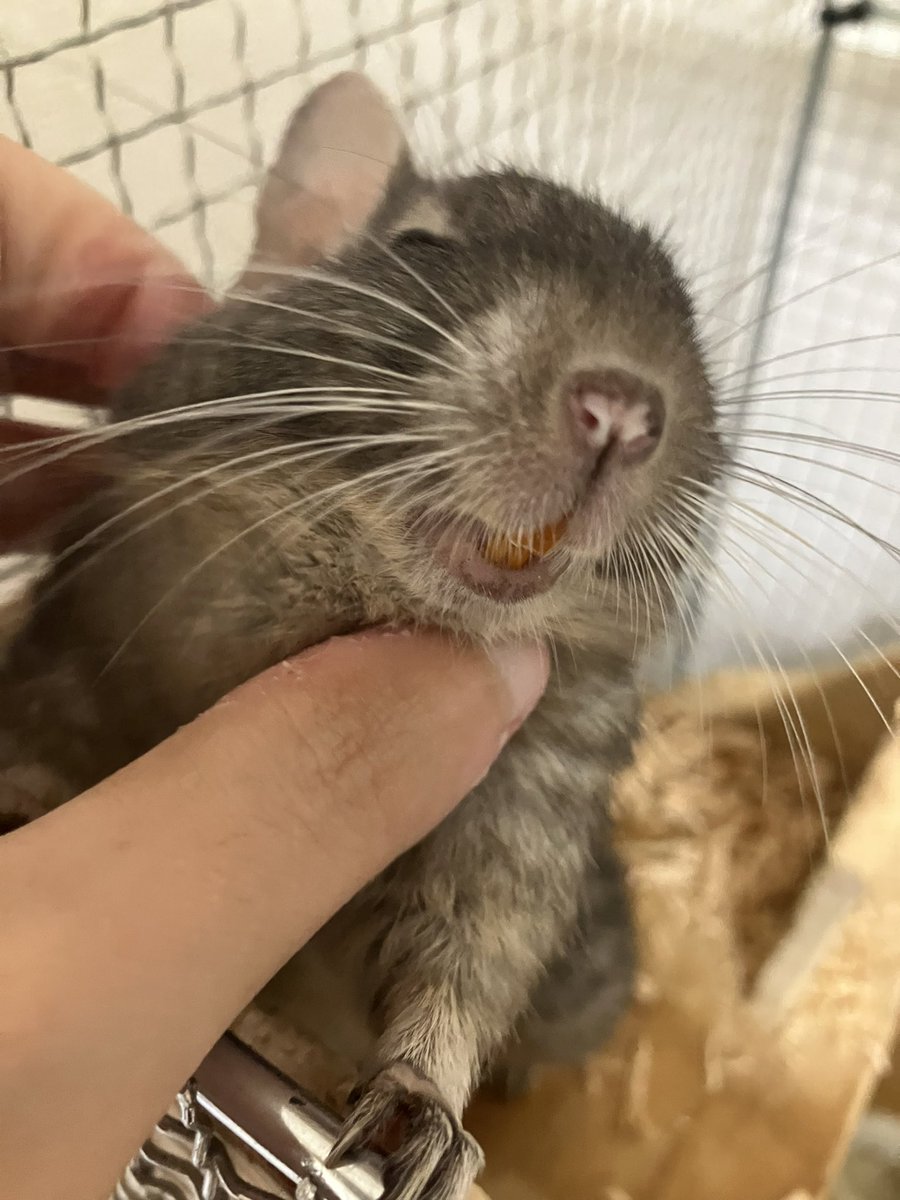 3_rtkb's tweet photo. きゃわ…🐀 https://t.co/v4UemVSfGg
