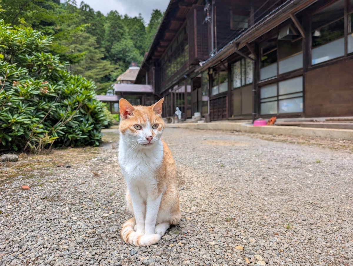 SEI__jou's tweet photo. 日本屈指のぬる湯との呼び声高い、その名も微温湯（ぬるゆ）温泉（福島市）
滝のように注がれる31℃の酸性泉があまりに心地よく時の経つのも忘れて浸ってしまった　今まで入ってきたぬるい温泉のなかでも、大分の壁湯に次ぐスゴい温泉だった https://t.co/QANSiDJwF7