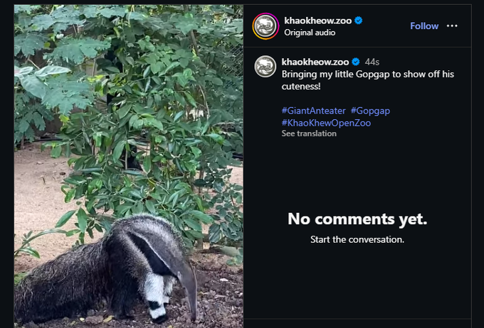 JohnyObrien's tweet photo. moodeng zoo finally named the anteater!

His name is "Gopgap" (ก๊อปแก๊ป) 

https://t.co/8c5kb85be7 https://t.co/9wBvmbmbOK