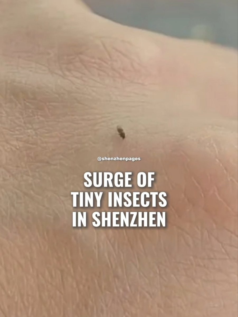 ShenzhenPages's tweet photo. Shenzhen doctors are warning residents of a surge in biting midges, tiny insects much smaller than mosquitoes but with far more irritating bites, as their numbers increase during the humid summer rainy season.

According to Chinese media reports, many Shenzhen residents have recently reported being bitten during outdoor activities. Many have suffered extensive skin redness, persistent itching, and in some cases, fluid‑filled blisters that can take days to heal.

Midges are about one‑third the size of common mosquitoes and bite almost silently. Their saliva contains potent allergens that provoke much stronger reactions. The resulting itchiness can last for several days, and scratching the affected areas often leads to secondary skin infections. 

Source: Amazing Shenzhen