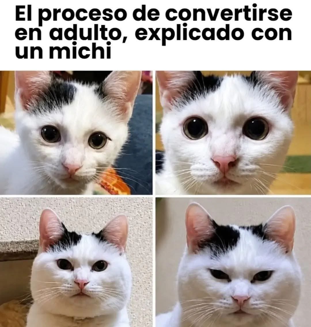 El Meme tweet media