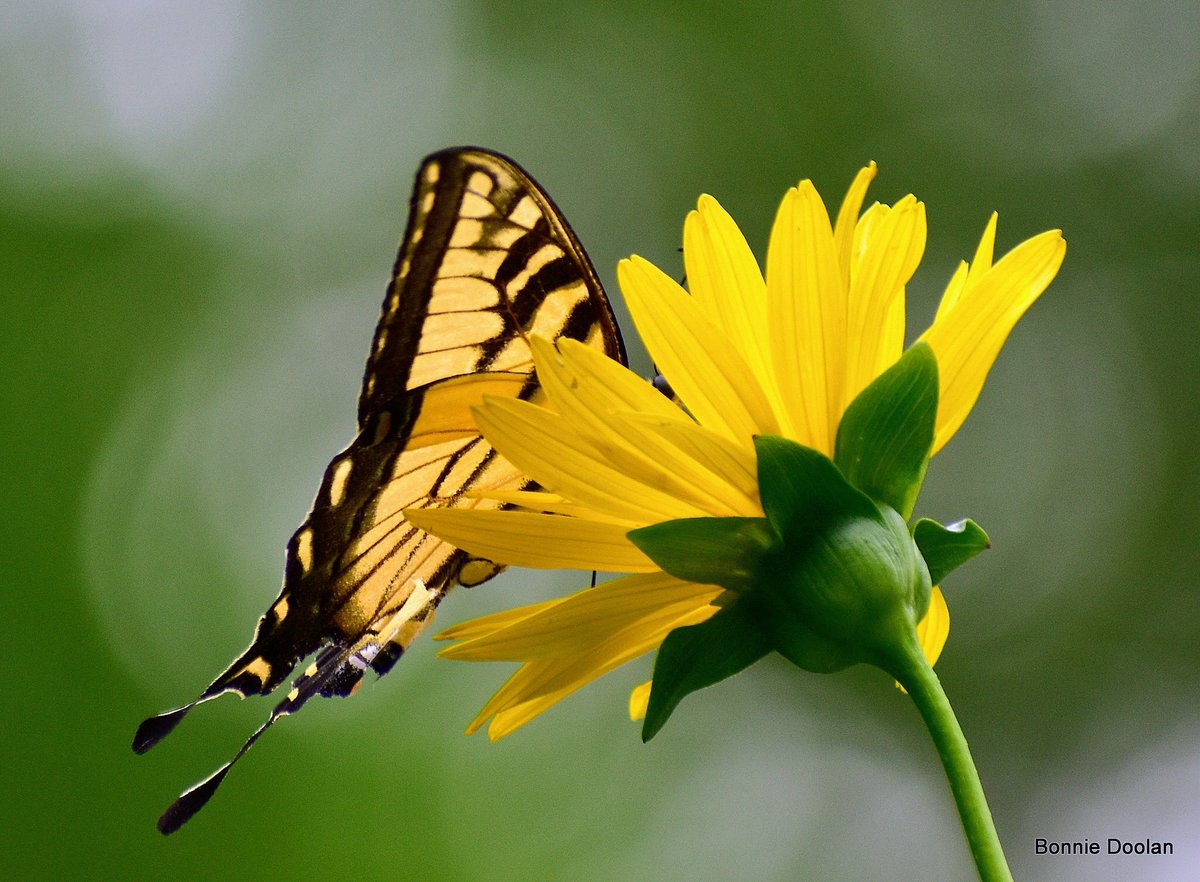 BonnieDool5t's tweet photo. Some Yellow For #SundayYellow https://t.co/E18zjtdVg8
