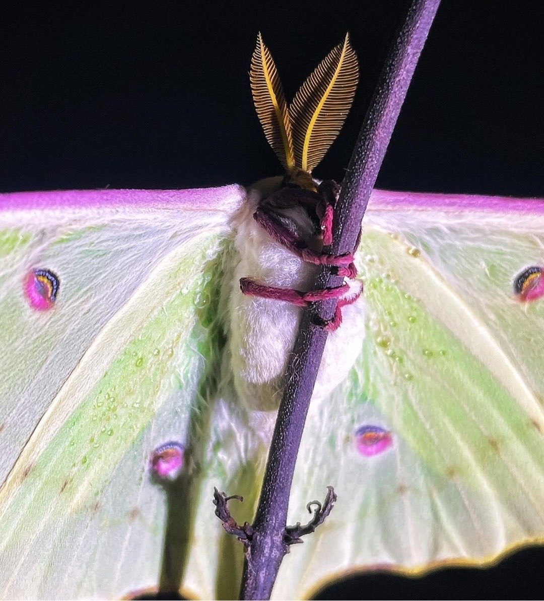 bugoclock's tweet photo. might be the most beautiful luna moth pics ever https://t.co/QTnbROxSMn