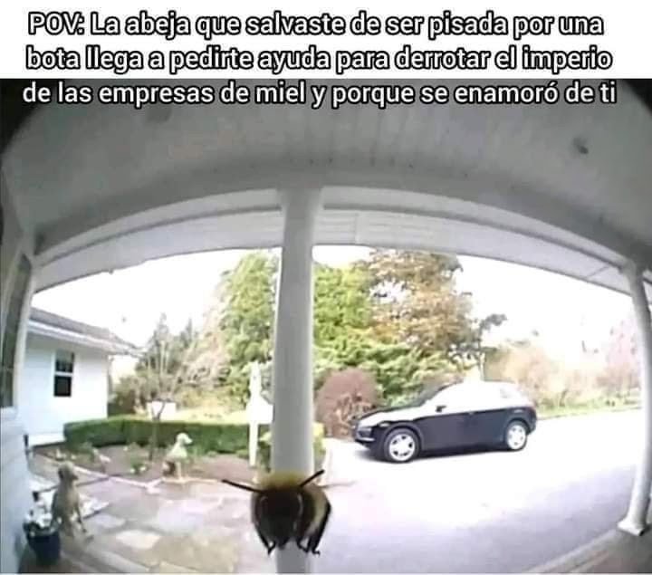 Condor Causa tweet media