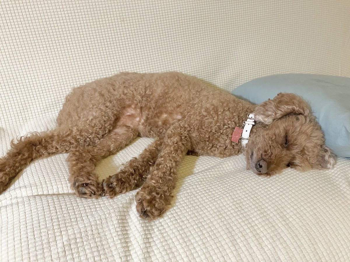 momi111handmade's tweet photo. 爆睡中〜🐶💕♬
シャッター音でも起きません🤭💕♬ https://t.co/RalRWy3zrW