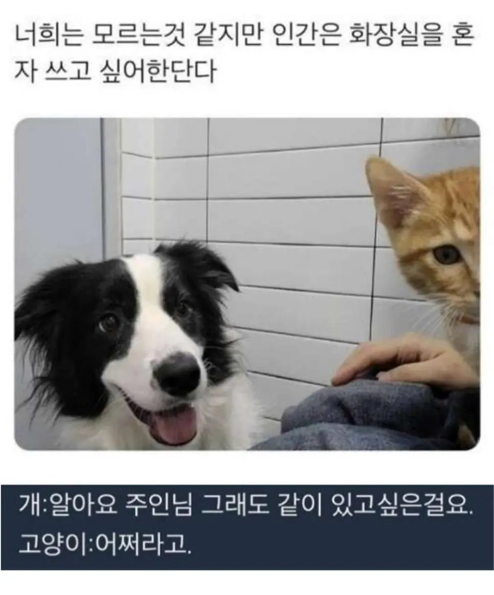 berrytop9's tweet photo. 주인이 화잘실 갔을때 개와 고양이의 생각차이 https://t.co/3ciH4CNaws