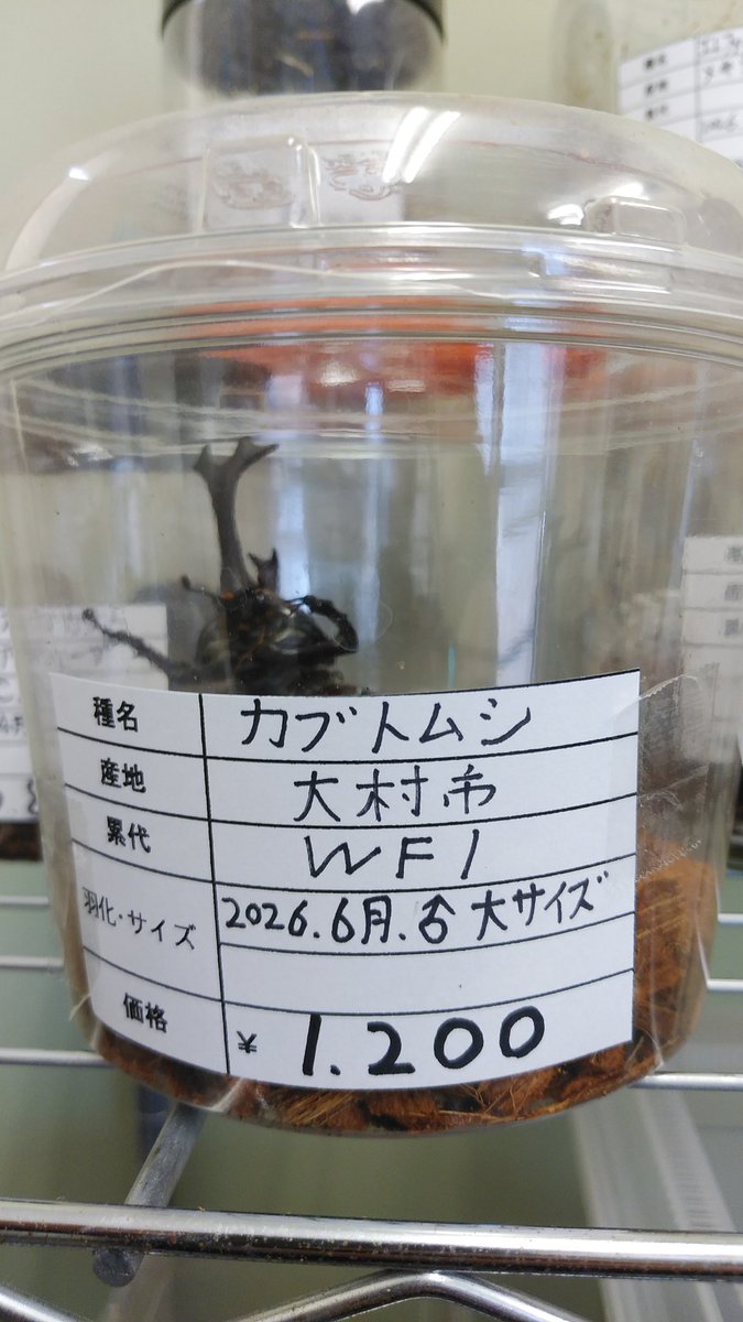 iAjkmsw8OY7GDjv's tweet photo. カブトムシ成虫、タランドゥスオオツヤクワガタ幼虫入荷しました。
#昆虫ショップくわがたセンセー
#タランドゥスオオツヤクワガタ
#カブトムシ https://t.co/jS8FFbNwdn