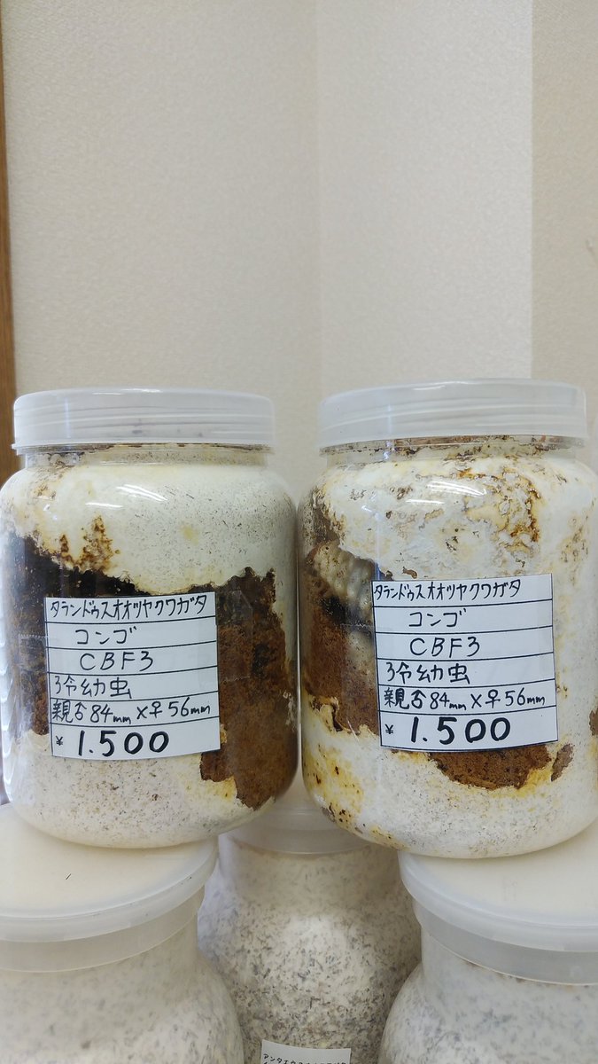 iAjkmsw8OY7GDjv's tweet photo. カブトムシ成虫、タランドゥスオオツヤクワガタ幼虫入荷しました。
#昆虫ショップくわがたセンセー
#タランドゥスオオツヤクワガタ
#カブトムシ https://t.co/jS8FFbNwdn