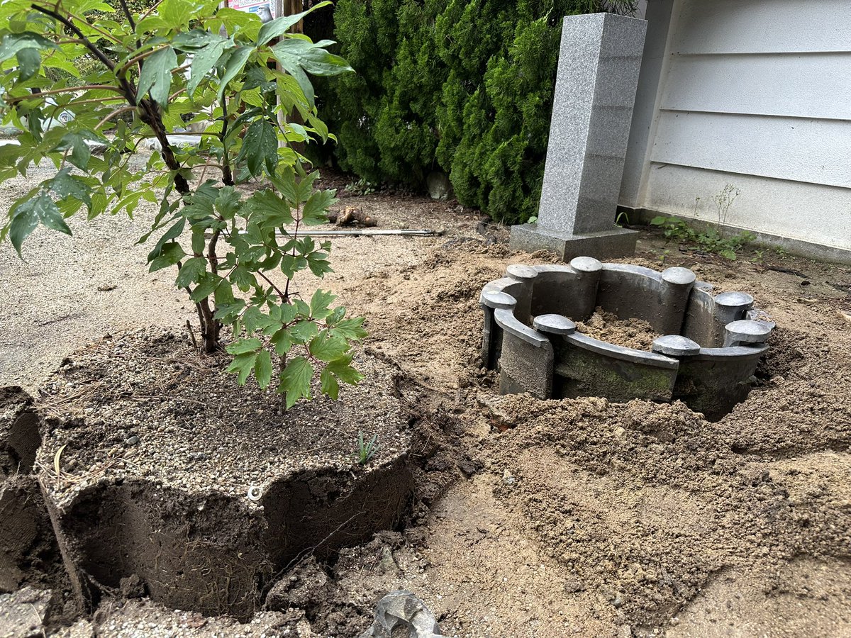 Mortar1561's tweet photo. 牡丹の植え替え🌱🌸 https://t.co/xwJD8ZezCL
