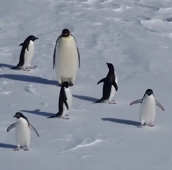 JohnyObrien's tweet photo. The Nietzschean Penguins?!?!??!?!?!??!

This family of PENGUINs are going EXTREMELY VIRAL for acting like the Nietzschean Penguin.

INSAEN NARRA! https://t.co/b9WyMVyTok