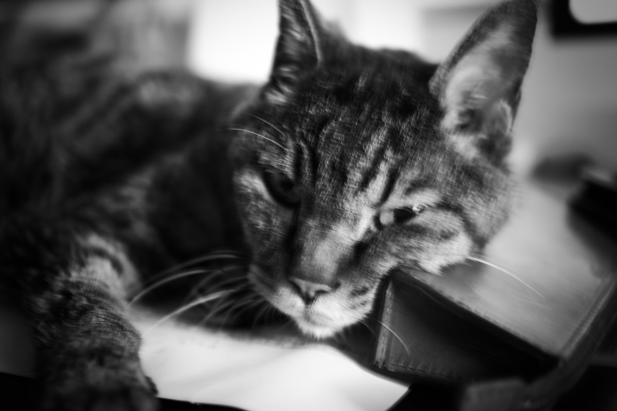 KAZD850's tweet photo. 雨の日くらいのんびりしようや💤
#写真　#カメラ　#モノクロ　#猫 https://t.co/mf9UTsYZa1