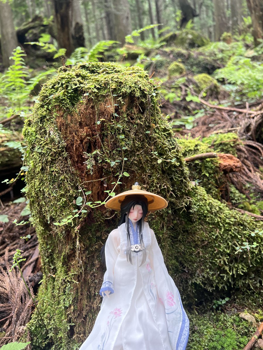 cikuwamaru's tweet photo. 🌳 https://t.co/BT115vc0HI