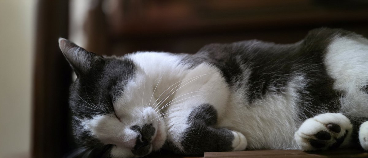 umponpol's tweet photo. ども(･ω･)ﾝﾎﾟ

今日が月曜日だと…

おもっていたよぉぉぉぉぉ(*｣´□`)｣ﾖｫー

(*｣´□`)｣
(*｣´□`)｣
(*｣´□`)｣

…昨日のポストにて
「明日から学校や仕事」等の記述をしてしまった事
深くお詫び申し上げると共に
皆様の素敵な日曜日、日曜日を願っております|˙꒳˙)

詫びの🐮置いときます( 'ω')ｴｯ…