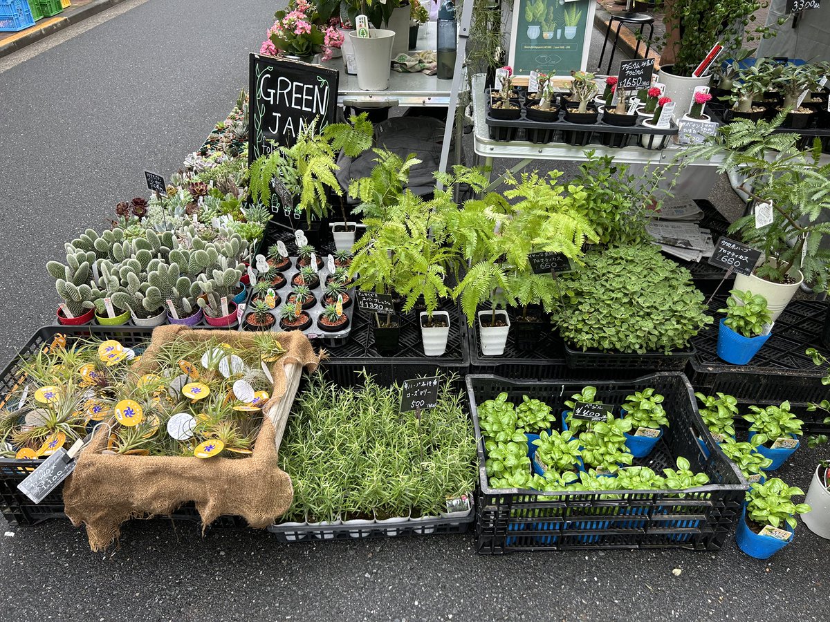 Green_jam0387's tweet photo. こんにちは

6/28日曜日、お富士山の植木市 二の富士
開催しております。

今日も多肉植物、サボテン、ハーブ、エアプランツ、ジュエルオーキッド等々モリモリにご用意してお待ちしております。

お店はこの後12時頃よりオープンの予定です。

ぜひよろしくお願いいたします🙇

#GREENJAM
#浅草
#越谷 https://t.co/Z8pLoSR4Vp