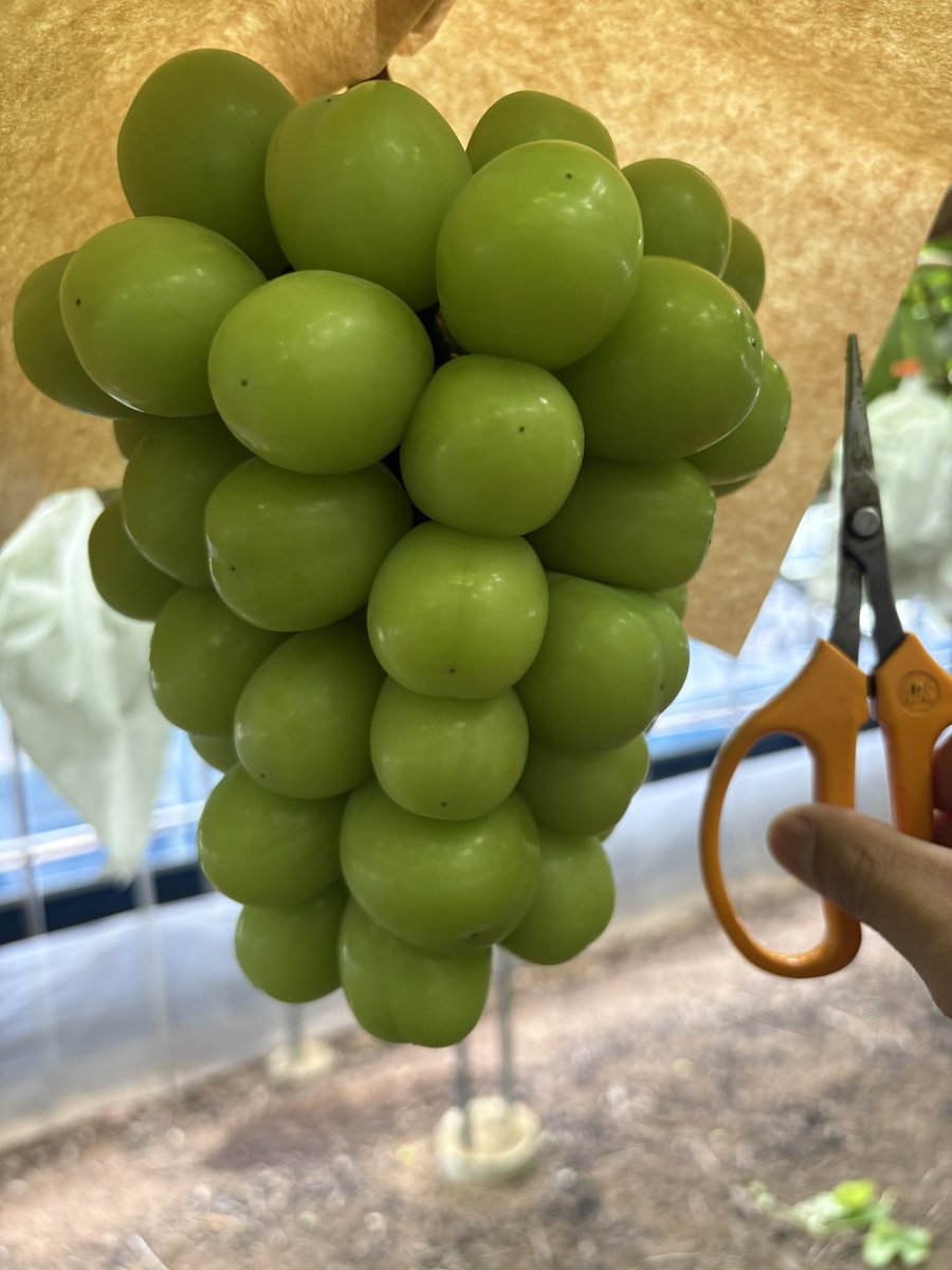 KOMI___3055GO's tweet photo. デッカシャイン🍇 https://t.co/hUffglt51e