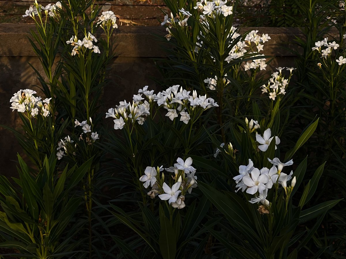 mansebanjaran's tweet photo. Glowing flowers https://t.co/GmXOtEcFhe