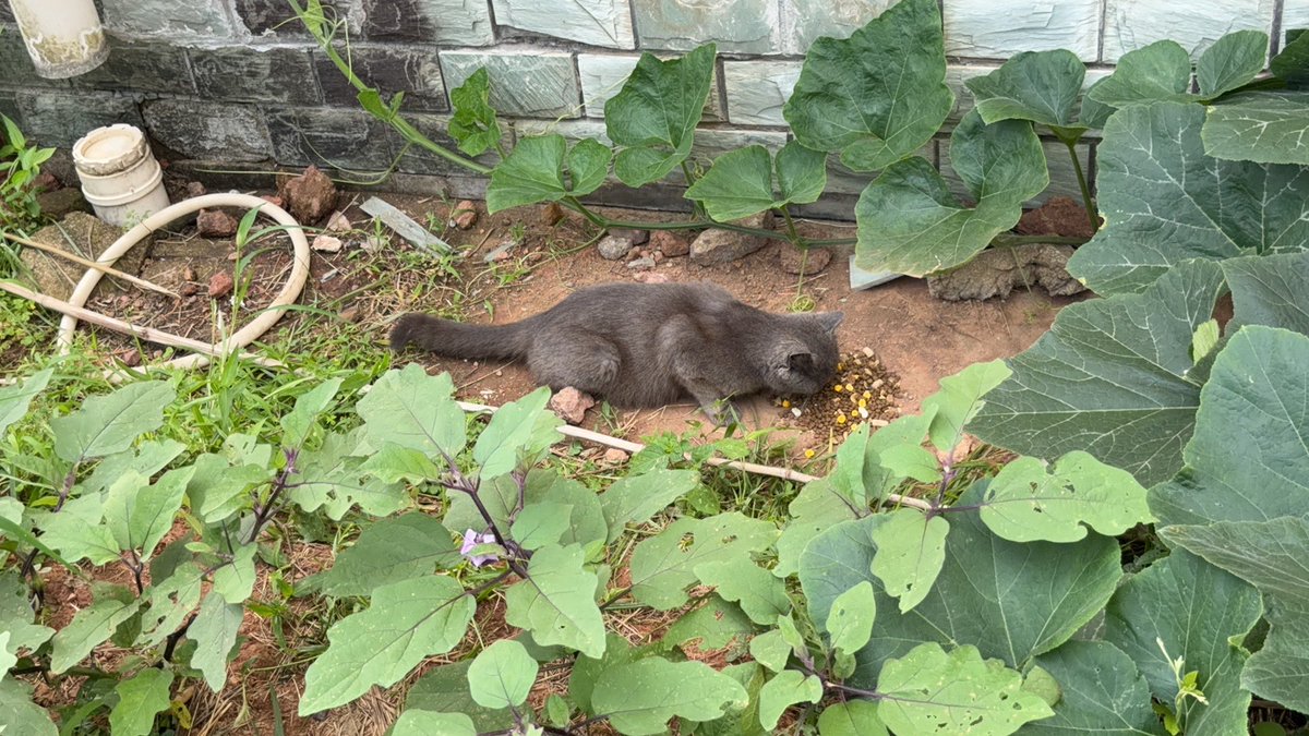 UniqueJack6's tweet photo. 这小猫太可怜了，流浪猫不说还带着好几个小猫，我花了37.9元巨资买了十斤的猫粮，小东西，以后有得吃了。 https://t.co/FAnHZUro3v