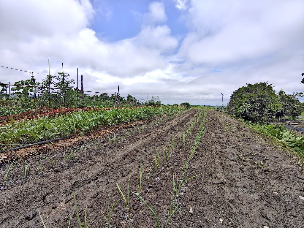 osamoon_t's tweet photo. 休日の畑仕事🌱🎶
長ネギの苗を植えてスイカにネットを張りました🍉🎶
雨の中の作業でしたが次第に晴れ間が出てきました😉👍🎶
#休日の畑仕事
#楽しみながら土いじり
#千早赤阪村 https://t.co/m4nDRvoXyM