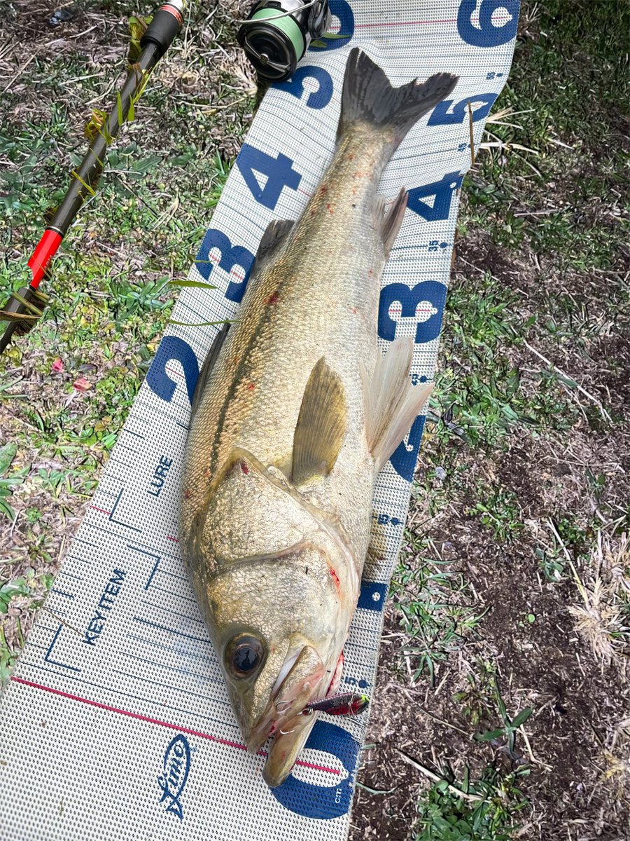 daiP_A_LUNKER's tweet photo. お久しぶり釣行!
CANNAグレアダラで2キャッチ✨
#SEABASS
#シーバス
#CANNA15
#fimo
#YUKARI考案カラー
#グレアダラ
#APIA
#Foojin'RS
#PURSUINGALUNKER. https://t.co/0E8Nb7cgQ0