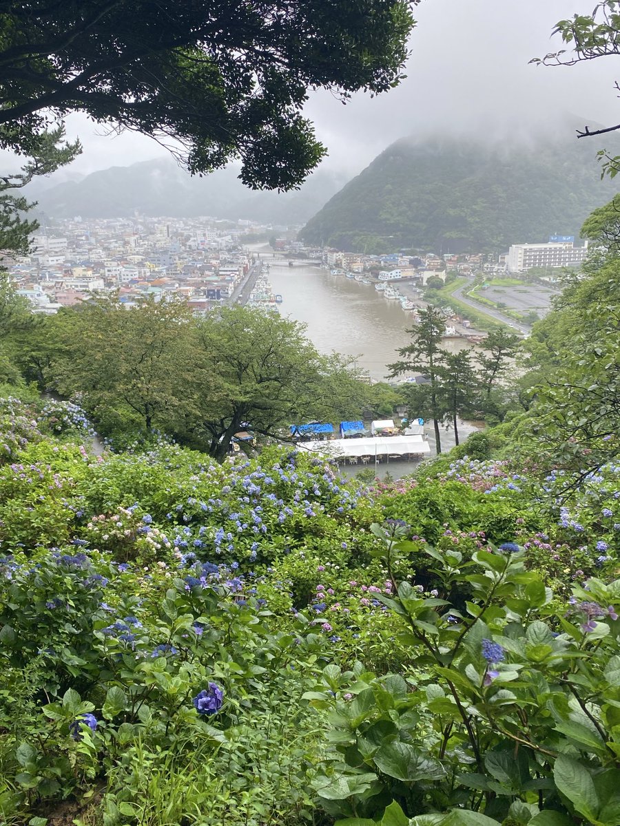 _esutti's tweet photo. 下田なう
紫陽花公園時期は終わり掛けでもまだ綺麗 https://t.co/Ij4faXBTDS