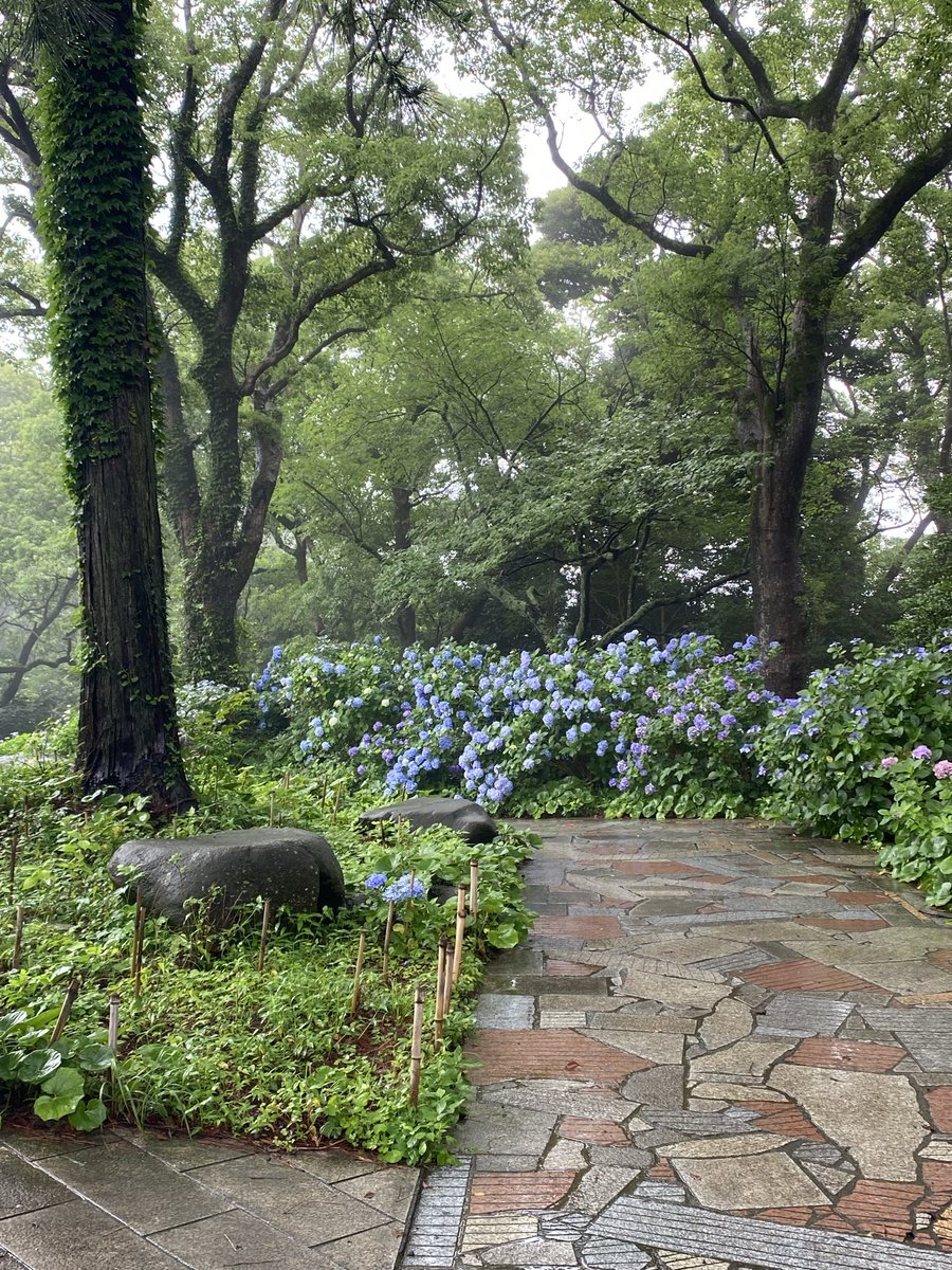 _esutti's tweet photo. 下田なう
紫陽花公園時期は終わり掛けでもまだ綺麗 https://t.co/Ij4faXBTDS