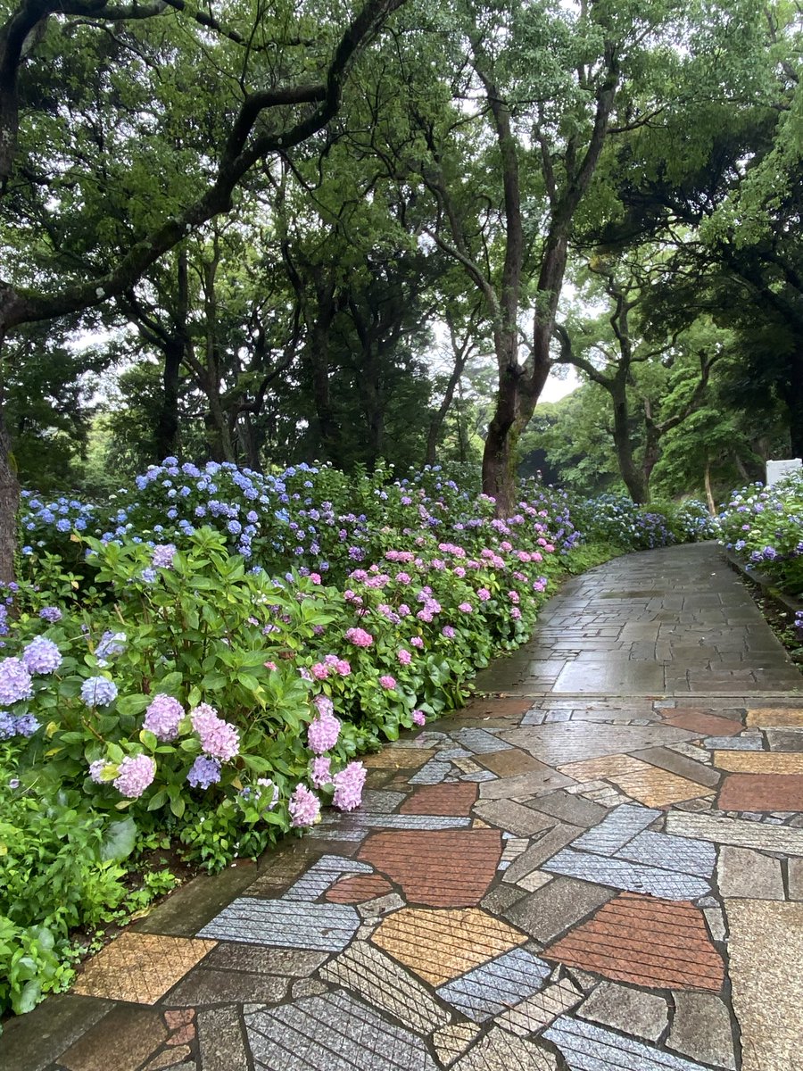 _esutti's tweet photo. 下田なう
紫陽花公園時期は終わり掛けでもまだ綺麗 https://t.co/Ij4faXBTDS