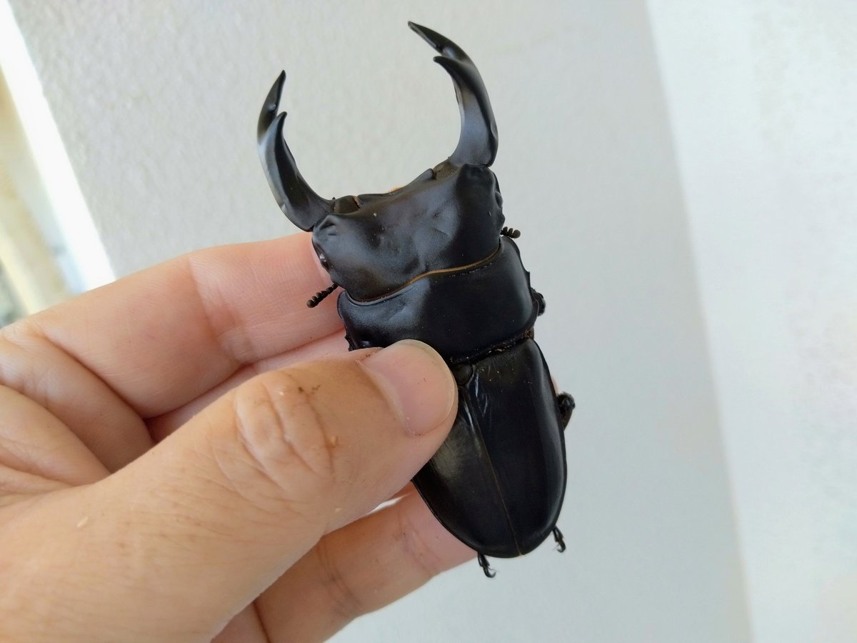 オオクワガタ オオクワガタ