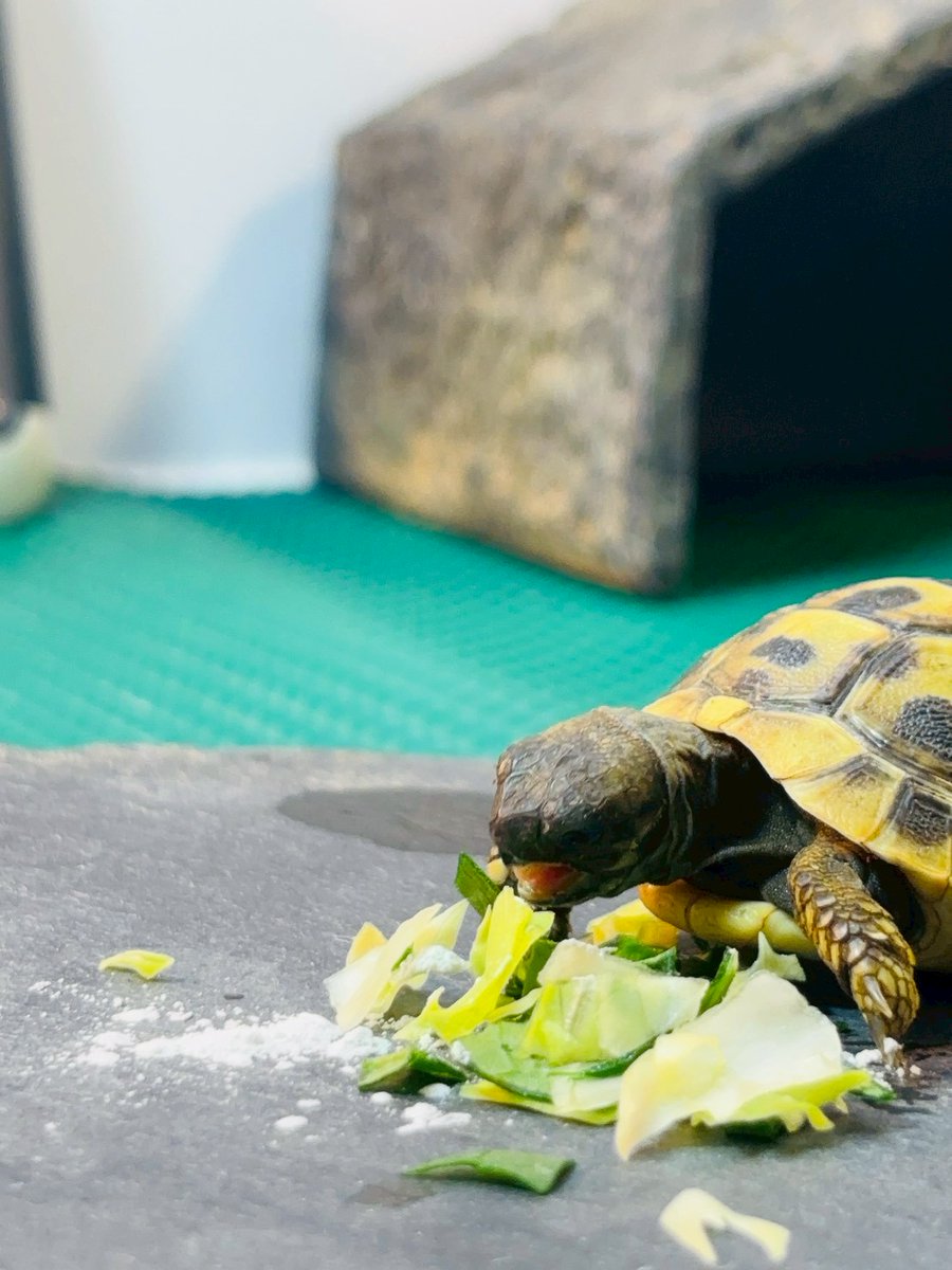 dongame04's tweet photo. ヘルマンリクガメの「おいも」をお迎えしました🐢✨
こんなに小さい頃から育てるのは初めてだけど、たくさん食べて大きくなってほしいです。
​#ヘルマンリクガメ #リクガメベビー #爬虫類好きと繋がりたい https://t.co/X8HjWpuuqi