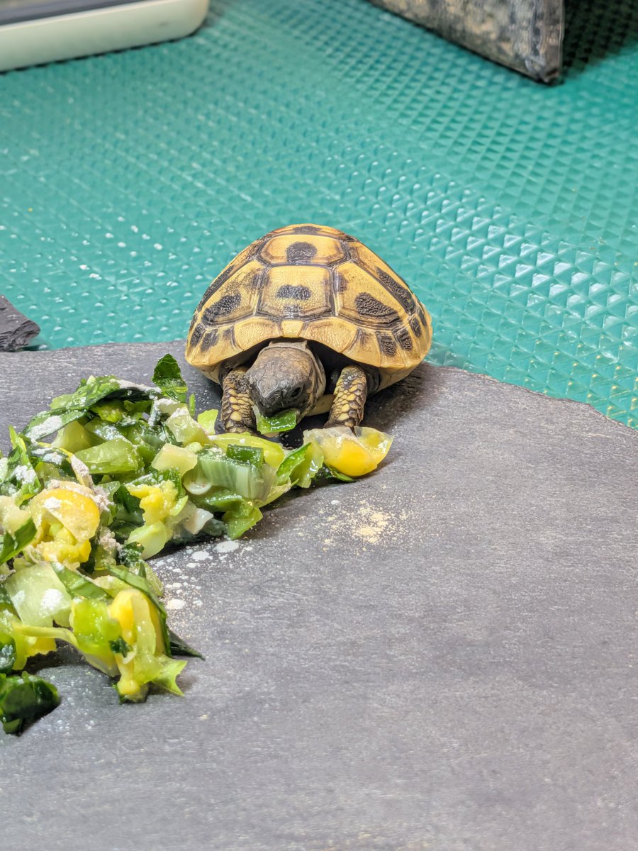 dongame04's tweet photo. ヘルマンリクガメの「おいも」をお迎えしました🐢✨
こんなに小さい頃から育てるのは初めてだけど、たくさん食べて大きくなってほしいです。
​#ヘルマンリクガメ #リクガメベビー #爬虫類好きと繋がりたい https://t.co/X8HjWpuuqi