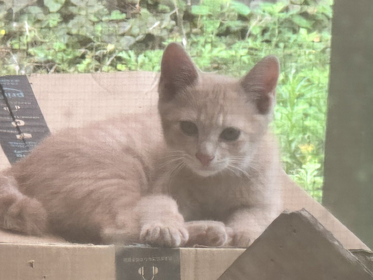 8butterfly27's tweet photo. ウチの庭によく来る仔猫ちゃん🐱
網戸越しだけど結構綺麗に撮れたと思う。
親猫もすぐ近くで寝てました。 https://t.co/FJRCKKD3dj