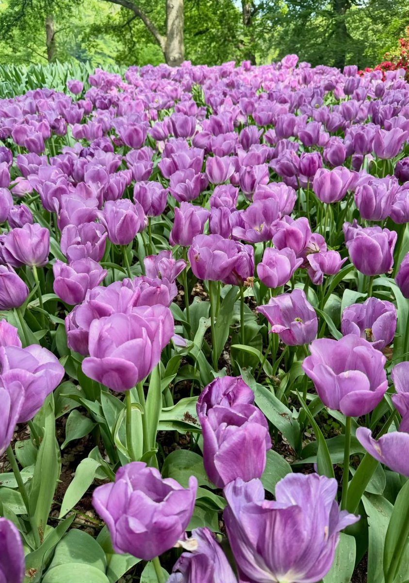17017Nov's tweet photo. Good morning friends🌿💜💜 #tulips https://t.co/94jxSLSnxK