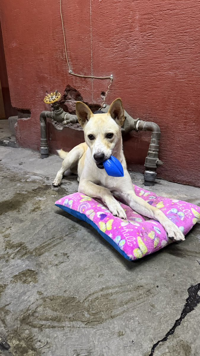 pauchismenchaca's tweet photo. @TodosSomosAzcap Podrías publicar este perrito?? Está perdido en Azcapotzalco, es cachorro y muy juguetón! Porfavor ayúdenme a encontrar su dueño o alguien que quiera adoptarlo? Ayudo con croquetas y veterinario😭 https://t.co/4YtiGo76vw
