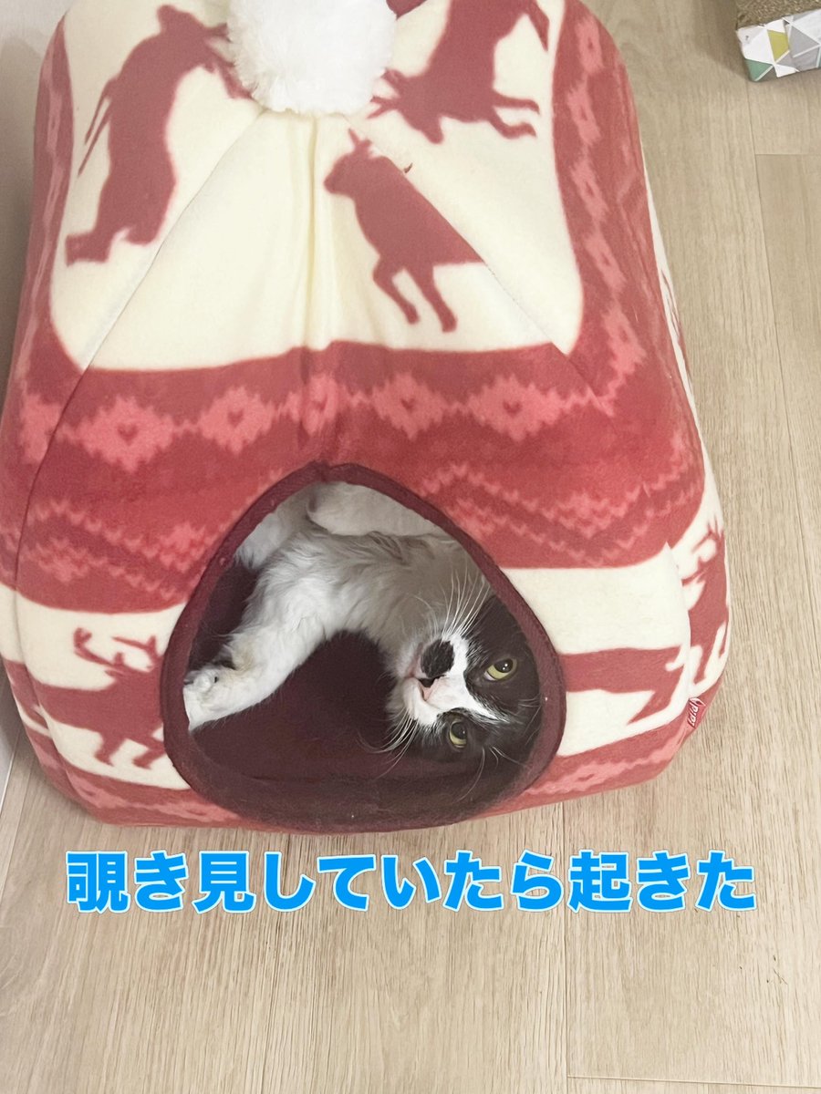 mimyu1028's tweet photo. 里親募集中🌟いそべ♂抱っこ成功しました！
#里親募集中
#保護猫譲渡会 
#NPO法人にゃぶ
#地域の猫たちをおうちに
#保護猫譲渡会横浜
#保護猫里親募集中
#保護猫と暮らす
#横浜
#横浜市泉区
#横浜市戸塚区
#横浜市瀬谷区
#大和市
#綾瀬市
#弥生台
#いずみ野
#いずみ中央
#ゆめが丘
#保護猫
#譲渡会 https://t.co/haR8x7fcKh