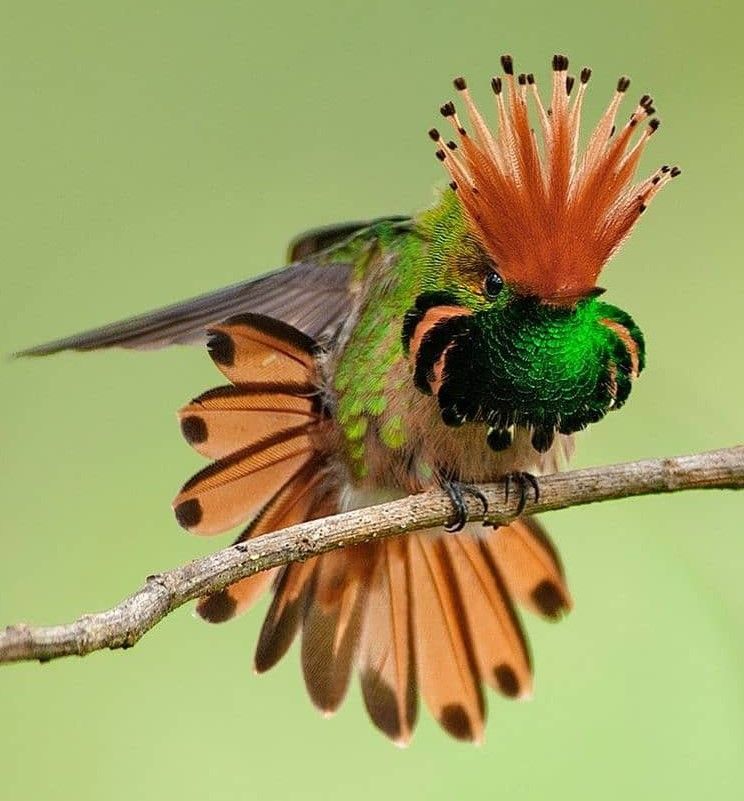 natural77384672's tweet photo. Rufous-crested Coquette (Lophornis delattrei) https://t.co/WfKu97dpoM