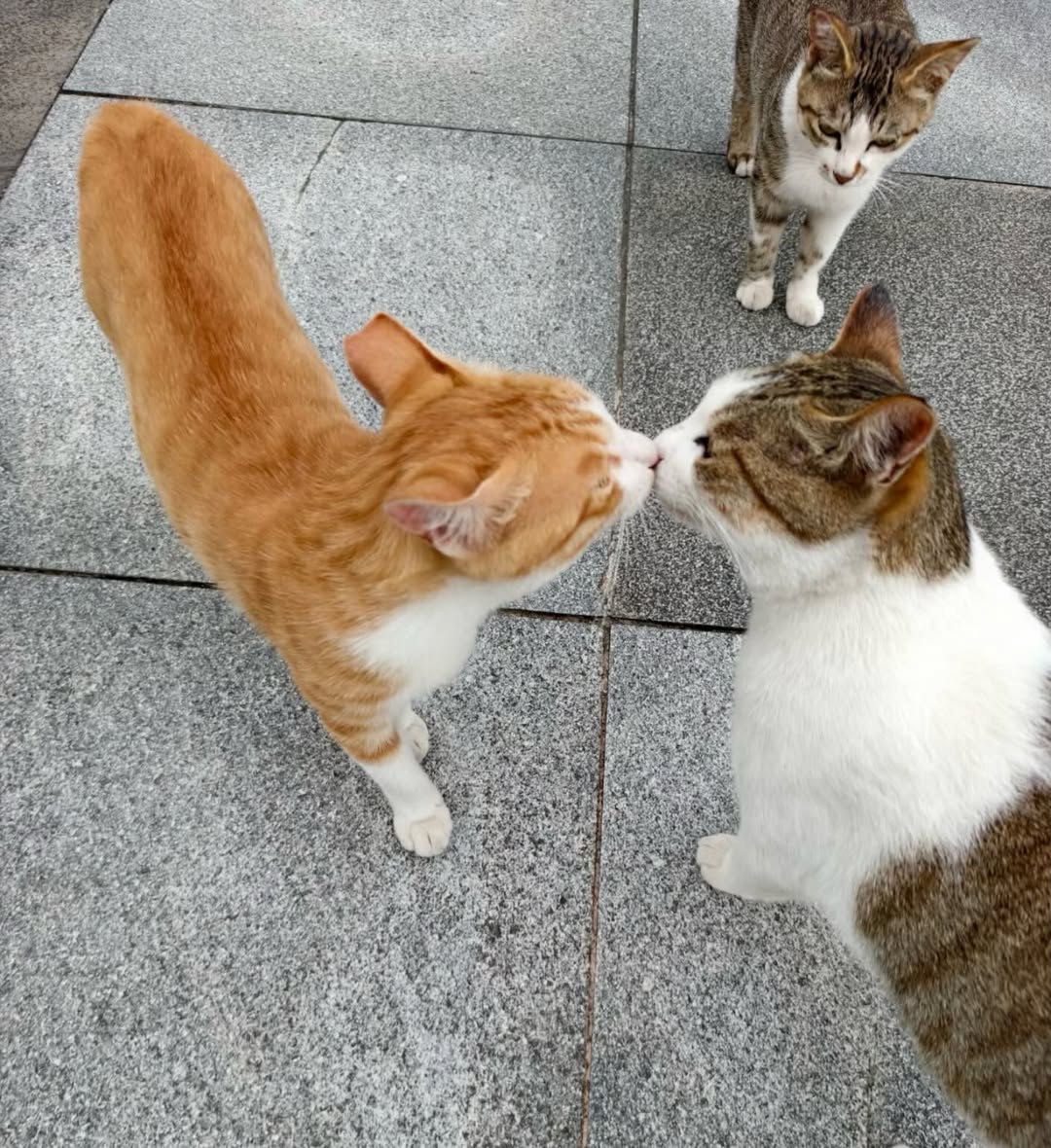 catsworldaura's tweet photo. https://t.co/a0yH7sph9Z