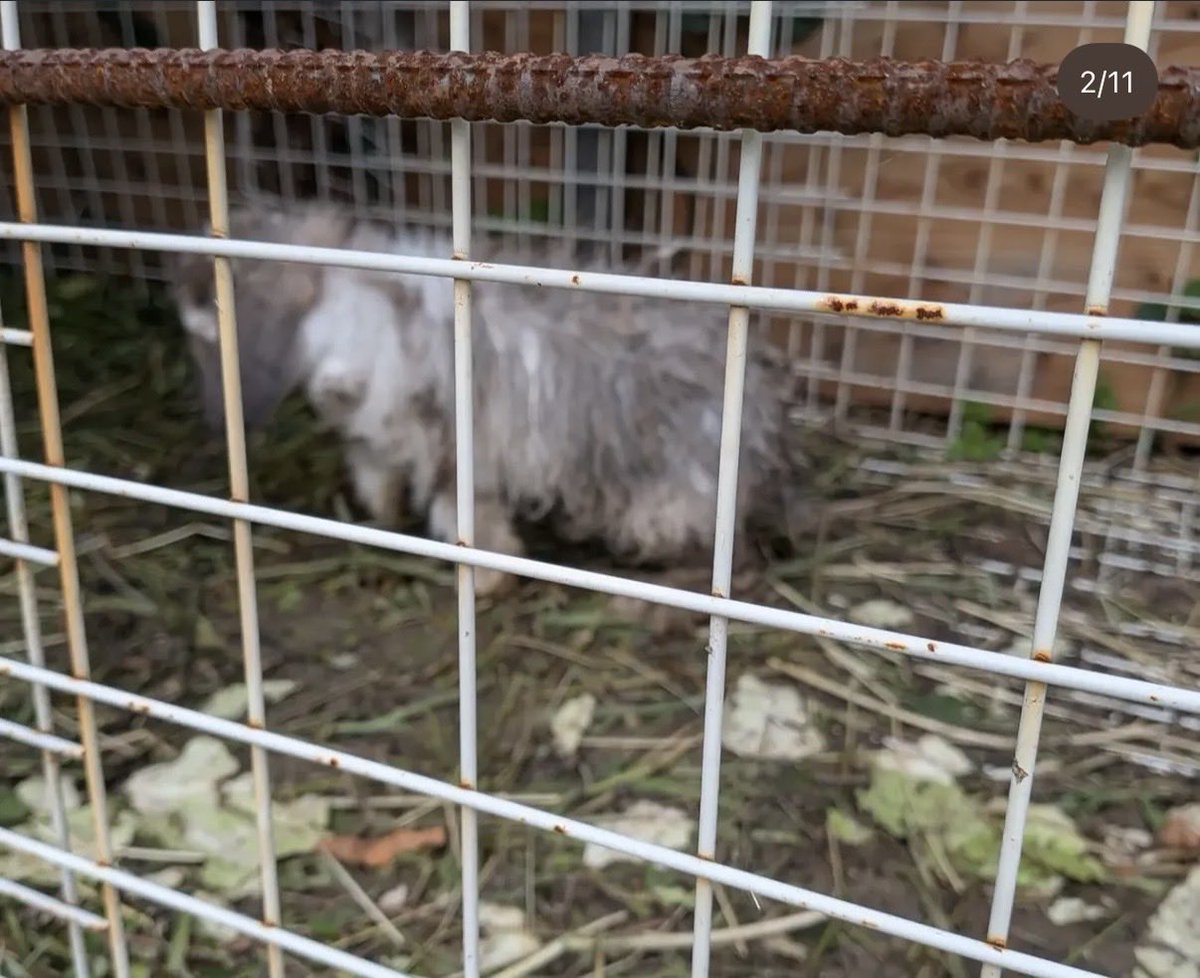 usaginoshiroppu's tweet photo. あまりにも酷すぎるうさぎ小屋。

場所は広島県安芸郡坂町小屋浦海田察署に通報、県の愛護センターにも通報済みで、おそらく何度も指導があったそう。

ほんとに酷い飼育環境が出るわ出るわでイライラしてくる。
どうしたらいいの？
#広島県 #多頭飼育 #外飼い #拡散希望

 https://t.co/zJO5pQRLuy https://t.co/QcGCEadXcs