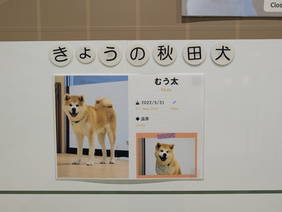 mosa568's tweet photo. こまち、むう太くんと青ガエルだよ　でっかくてふわふわだね　懐かしいね　　#てこ旅2606 https://t.co/1RklBveIK5