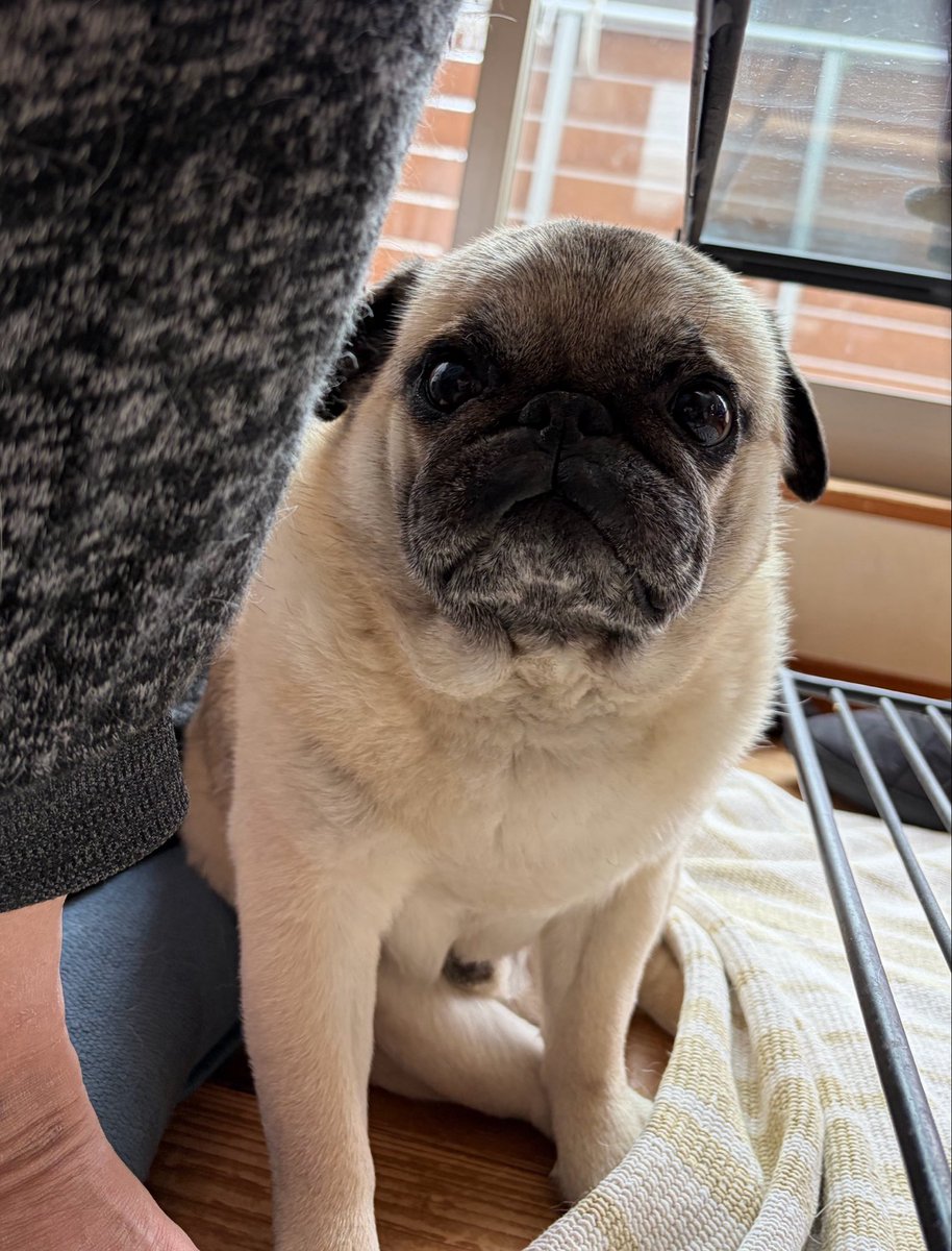 雨でしゅ🌧️現場からは以上でしゅ🐶 #パグ #pug