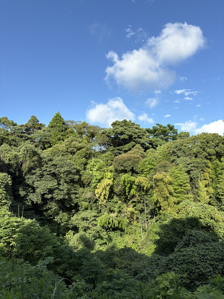 zo_ik's tweet photo. 散歩コース🚶‍♂️
久し振りの青空は気持ち良い😆 https://t.co/1soNtsRHut