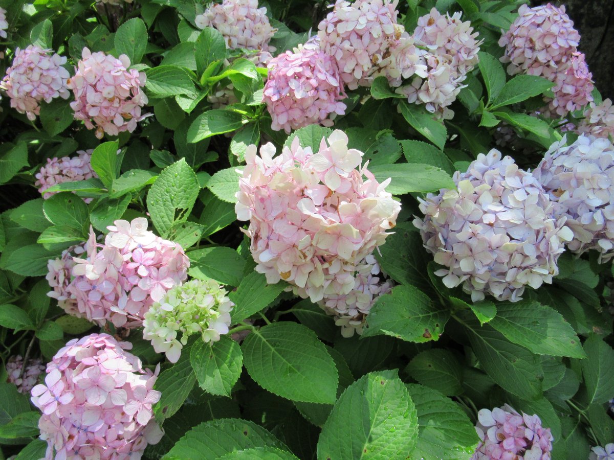 yyyyyy5676's tweet photo. 紫陽花 https://t.co/evk8KZvR1S