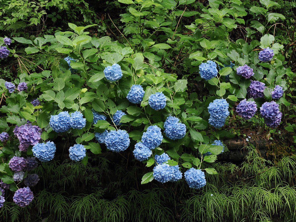 今日の撮って出し】 雨上がりの紫陽花 2026/06/28 みのかも健康の森に