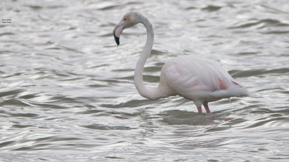 CIGALLOCANTA's tweet photo. Temperatura 🌡 a las 8h   21.5°
Buen y feliz día para todos
Domingo 28 de junio 2026
#lagunaDeGallocanta 
#flamencos https://t.co/5cfICF9OBq