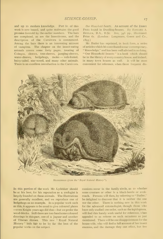 TrailsofDeb's tweet photo. In the meantime, I will be away, for those with a love for discolored pages and "wildlife at our doorsteps": here is an archive of a science magazine from the 1890s, now held by the American Museum of Natural History.

https://t.co/qmGJ2mcoAi https://t.co/GCwunDXUBk