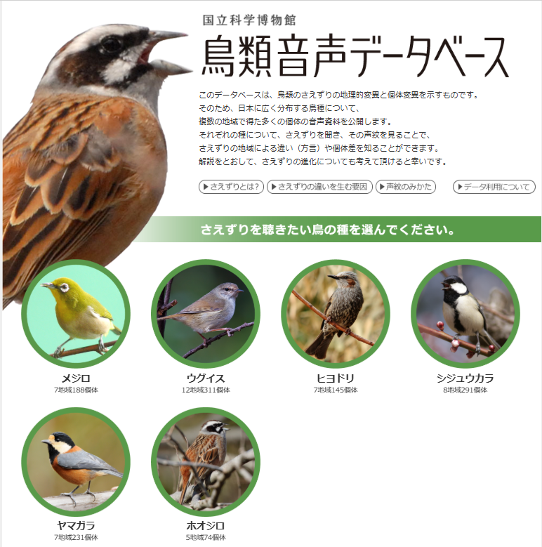 museum_kahaku's tweet photo. 🐥鳥類音声データベース🦤
#かはく には、シジュウカラやウグイスなど6種のさえずりを録音したデータベースがあります。

聞きたい個体を選んでさえずりを比較することで、さえずりの地域による違い（方言）や個体差を知ることができます

ぜひ聞いてみてください✨
👂https://t.co/jT2jQhA5kZ https://t.co/CZhx0UMJNc