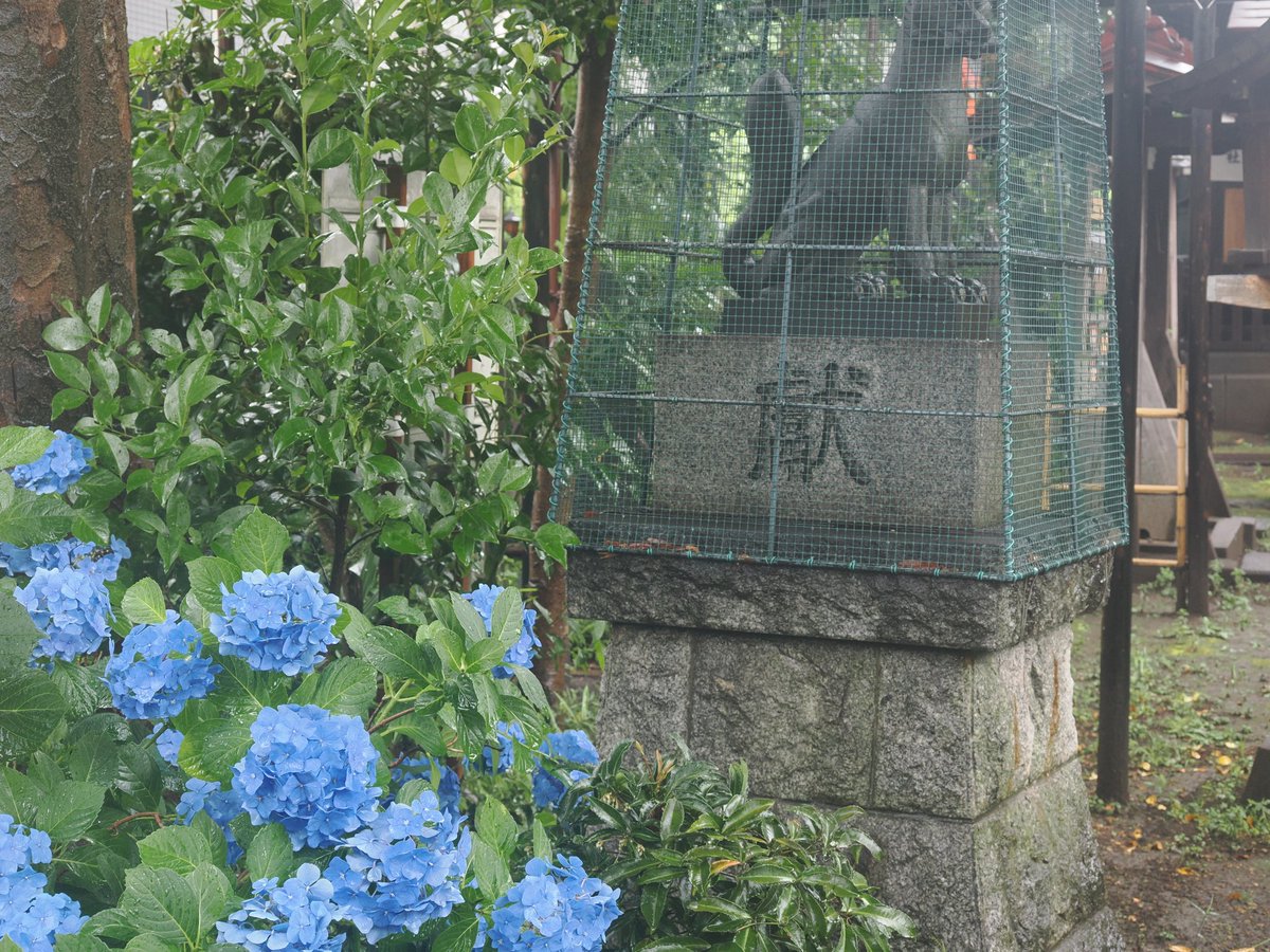 jun20181125's tweet photo. 羽根木神社の紫陽花

#紫陽花 #羽根木神社 #神社 https://t.co/XbHLqSQWe3