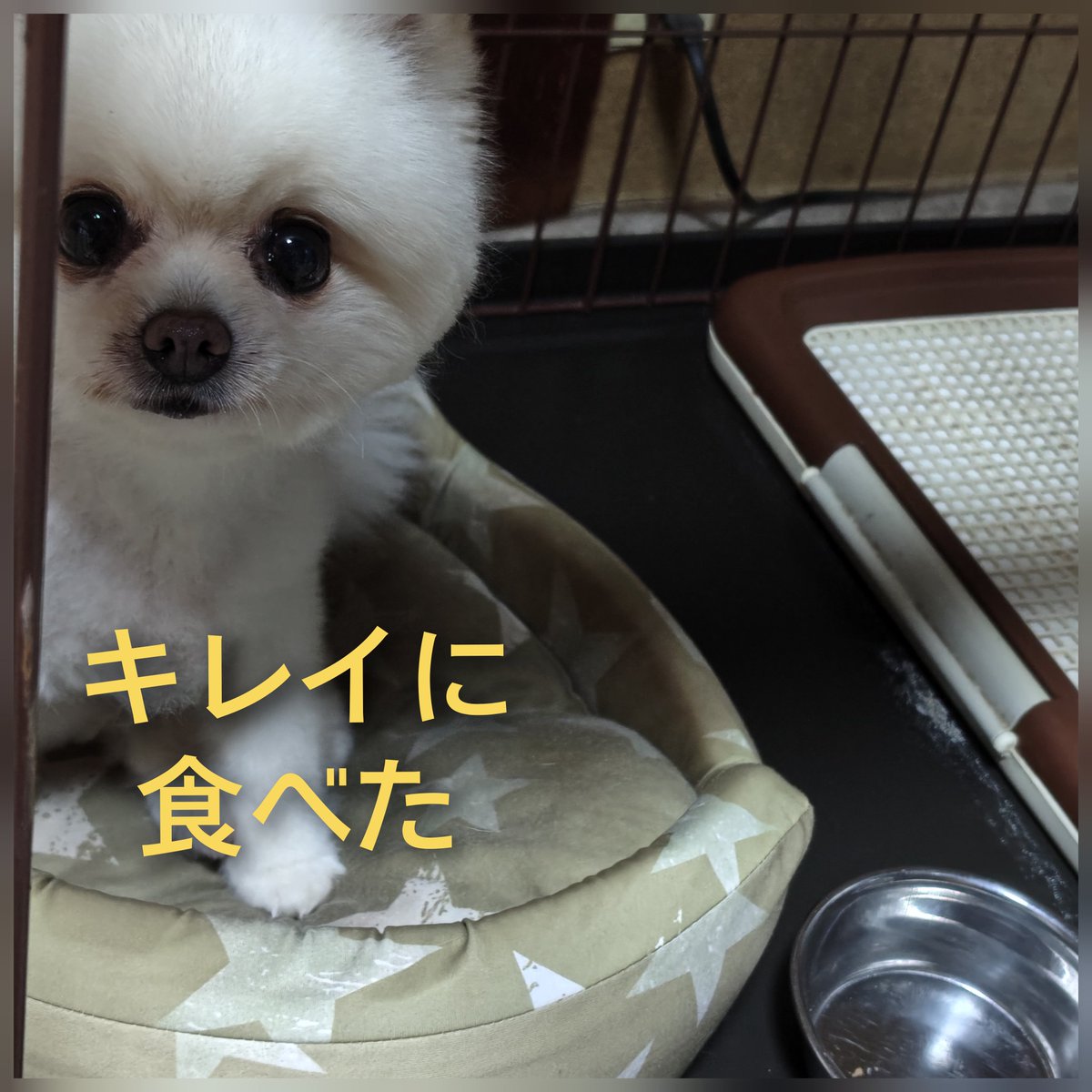 動物好きです はっぴー動物園🐯 (@Xg3qBMASOCou2BM) / Posts / X