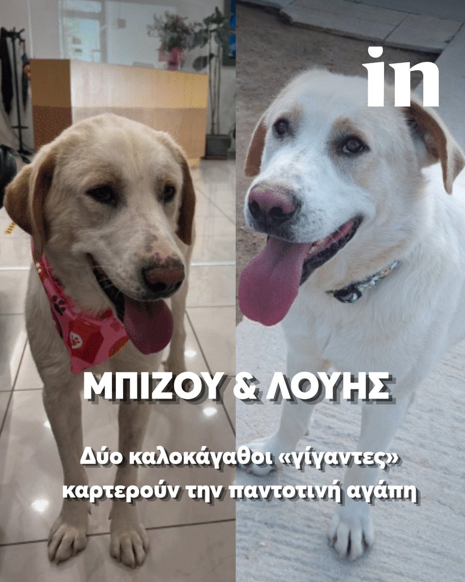 in_gr's tweet photo. Η Μπιζού και ο Λούης δεν γεννήθηκαν, αλλά ούτε μεγάλωσαν στον δρόμο. Είχαν οικογένεια, η οποία τα εγκατέλειψε. Και τότε, τους κυρίευσε ο φόβος.
👉🔗 https://t.co/9U0TfnZWgL https://t.co/Xb499jFT9P